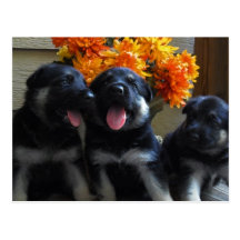 German Shepherd Puppy Postcard