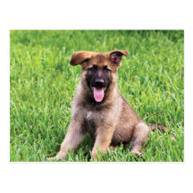 German Shepherd Puppy Postcard