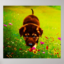 German Shepherd Puppy Poster