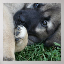 German Shepherd Puppy Poster