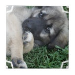 German Shepherd Puppy  Tile