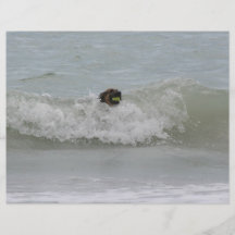 german shepherd swimming in wave full color flyer