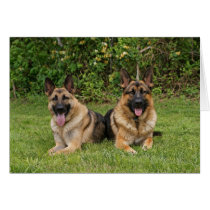German Shepherds Card