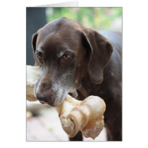 german shorthaired pointer card