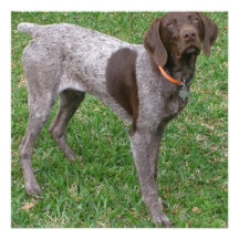 German Shorthaired Pointer Poster Invitations