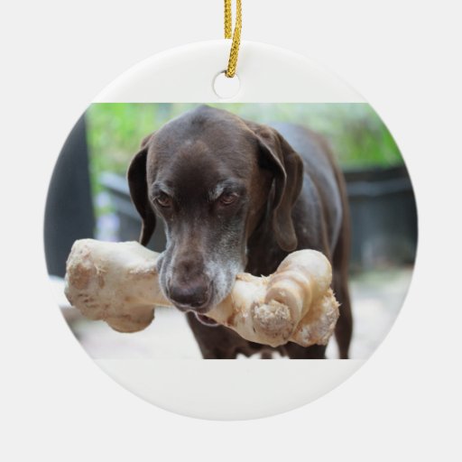 german shorthaired pointer with bone christmas ornament