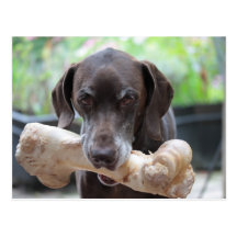 German shorthaired pointer with bone postcards