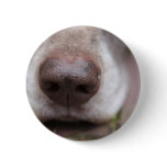 German shorthaired pointers nose buttons