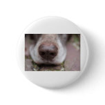 German shorthaired pointers nose buttons