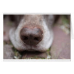 German shorthaired pointers nose cards