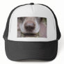German shorthaired pointers nose hat