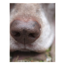 German shorthaired pointers nose letterhead design