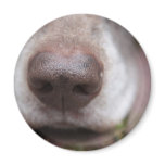 German shorthaired pointers nose magnets