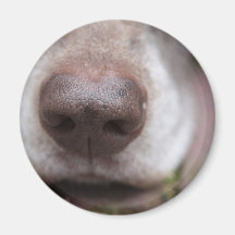 German shorthaired pointers nose magnets