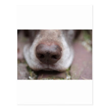 German shorthaired pointers nose post card