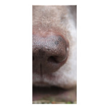 German shorthaired pointers nose personalized rack card