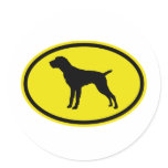 German Wirehaired Pointer