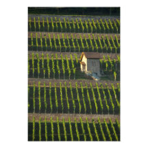 Germany, Franconia, Wertheim. Special hillside 2 Photo Art