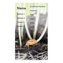 Germination de blé carte de visite