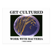 Get Cultured Work With Bacteria (Agar Plate) Post Cards