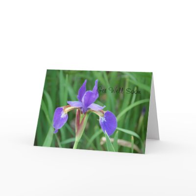 Get Well- Siberian Iris 2 Greeting Card by littlewingdesign