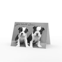 Get Well Soon Boston Terrier Puppies card