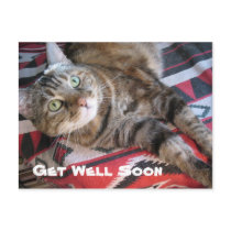 Get Well Soon Cat Postcard