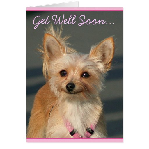 Get Well Soon Chihuahua Greeting Card 