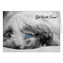 Get Well Wishes Siamese Cat Greeting Card