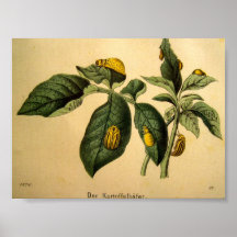 Get your 19th c. potato bug portrait here! posters
