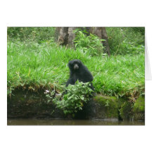 Ghost of the Jungle Greeting Cards