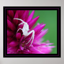 Ghost Spider Print