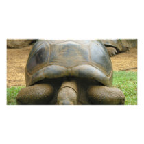 Giant African Tortoise Picture Card