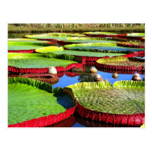 Giant Amazon Water Lily Postcards