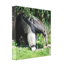 Giant Anteater Canvas Print