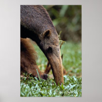 Giant anteater (Myrmecophaga tridactyla) Print