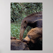 Giant anteater (Myrmecophaga tridactyla) Posters