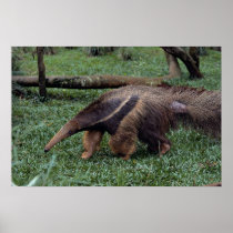 Giant anteater (Myrmecophaga tridactyla) Print