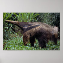 Giant anteater (Myrmecophaga tridactyla) Poster