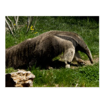 Giant Anteater Postcard