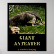 Giant Anteater Poster