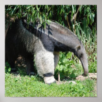 Giant Anteater Poster