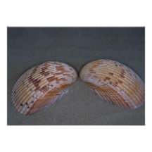 Giant Atlantic cockle (Dinocardium robustum) Shell Announcements