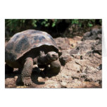 Giant Dome-Shaped Tortoise Walking Cards