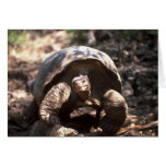 Giant Dome-Shaped Tortoise Walking Greeting Cards