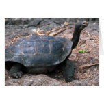 Giant Dome-Shaped Tortoise Walking Greeting Cards