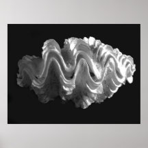 Giant Frilled Clam Seashell Tridacna squamosa Posters