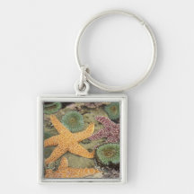 Giant green anemones and ochre sea stars keychain