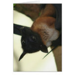Giant Indian Fruit Bat Card