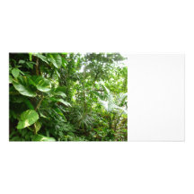 Giant Leaves Jungle View Plant Photograph Photo Greeting Card